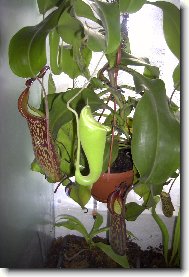 Nepenthes