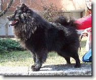 Deutscher spitz - Grossspitz, German Spitz  Giant Spitz