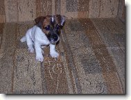 Jack Russell Terrier