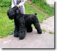 Black Russian Terrier