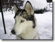Siberian Husky