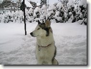Siberian Husky