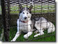 Siberian Husky