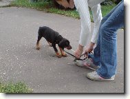 Dobermann, Doberman