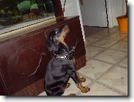 Dobermann, Doberman