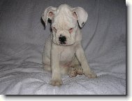 Deutscher Boxer