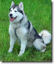 Alaskan Malamute