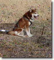 Alaskan Malamute