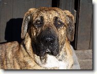 Fila Brasileiro