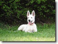 Berger Blanc Suisse, White Swiss Shepherd Dog