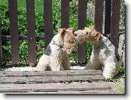 Fox Terrier Wire