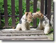 Fox terrier wire \\\\\(Dog standard\\\\\)