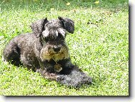 Zwergschnauzer, Miniature Schnauzer