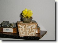 Lithops