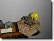 Lithops