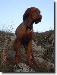 Rövidszörü Magyar Vizsla, Hungarian Short-haired Pointing Dog