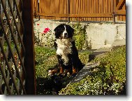 Berner Sennenhund