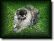 Deutscher spitz - Kleinspitz, German Spitz  Miniature Spitz