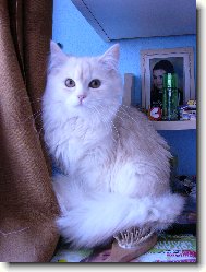 Siberian Cat