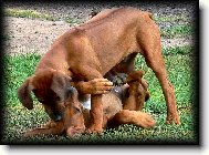 Rhodesian Ridgeback