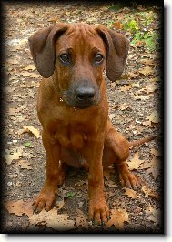 Rhodesian Ridgeback