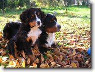Berner Sennenhund
