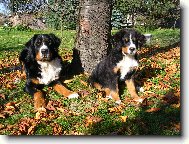 Berner Sennenhund