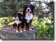 Berner Sennenhund