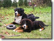 Berner Sennenhund