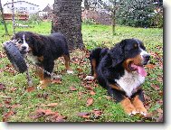 Berner Sennenhund