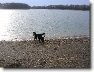 Berner Sennenhund