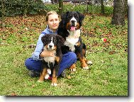 Berner Sennenhund