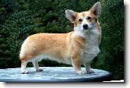 Pembrok Welsh Corgi