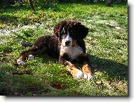 Berner Sennenhund