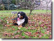 Berner Sennenhund