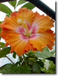 Hibiscus rosa-sinensis