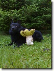 Schipperke \(Dog standard\)