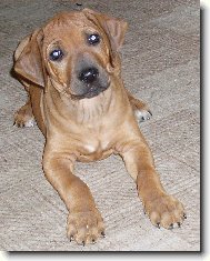 Rhodesian Ridgeback