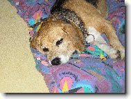Beagle