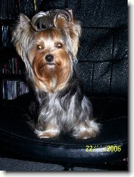 Jorkšírský terier, Yorkshire Terrier,