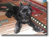 Zwergschnauzer, Miniature Schnauzer