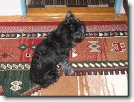 Zwergschnauzer, Miniature Schnauzer