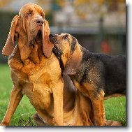 Chien de Saint-Hubert