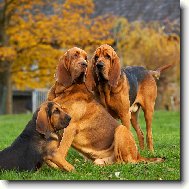 Chien de Saint-Hubert