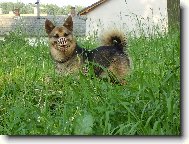 German spitz medium size \(Dog standard\)