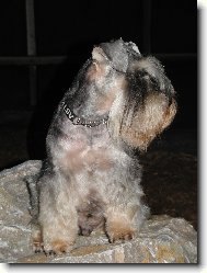 Zwergschnauzer, Miniature Schnauzer
