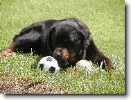 Rottweiler