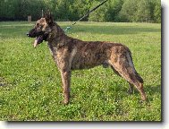 Dutch shepherd dog \\\\\(Dog standard\\\\\)