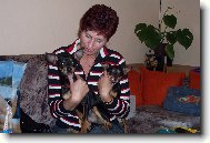 Zwergpinscher
