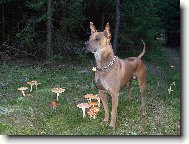 Thailand-Ridgeback